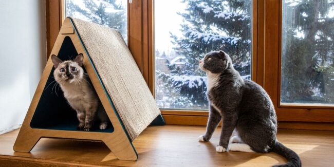 Kedi Dostu Ev için 7 İpucu Kedi Dostu Ev için 7 İpucu